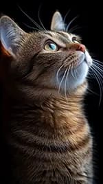 katt 05